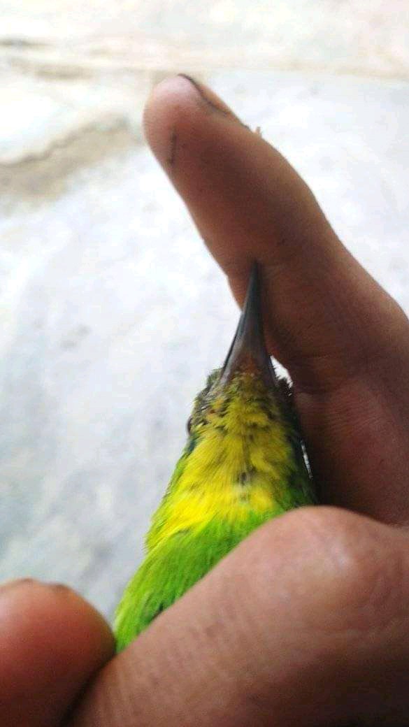 Promo Kemeja Batik M L Xl Xxl