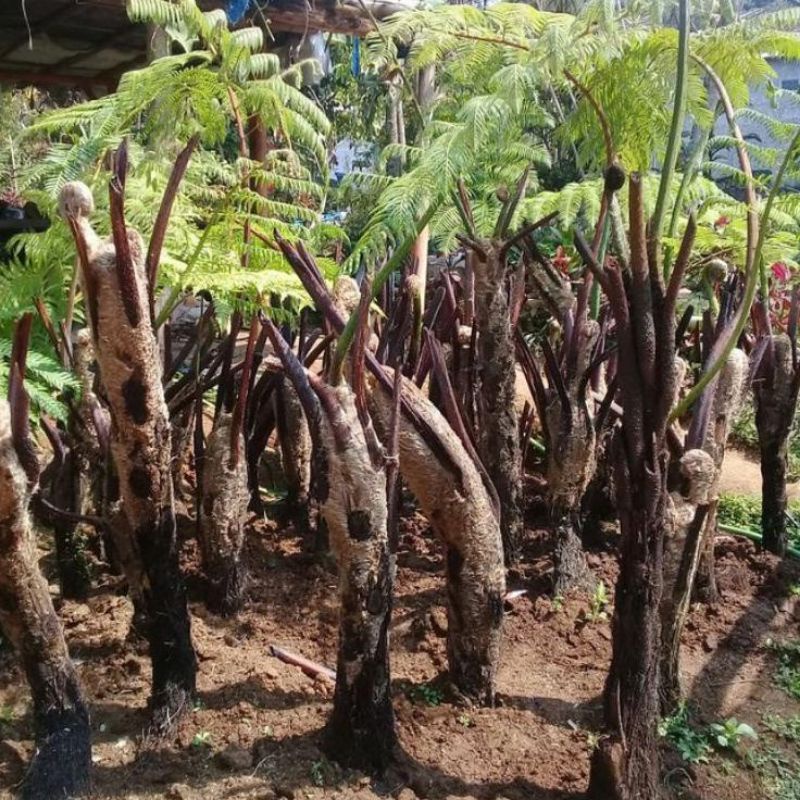 Pakis Monyet Paku Tihang Paku Haji Media Tanam 1 Meter