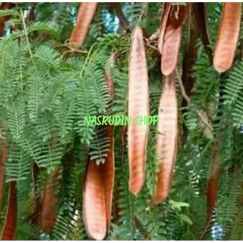 

[Fresh] BUAH LAMTORO 100 PAPAN MATANG PETE CINA BISA UNTUK BENIH