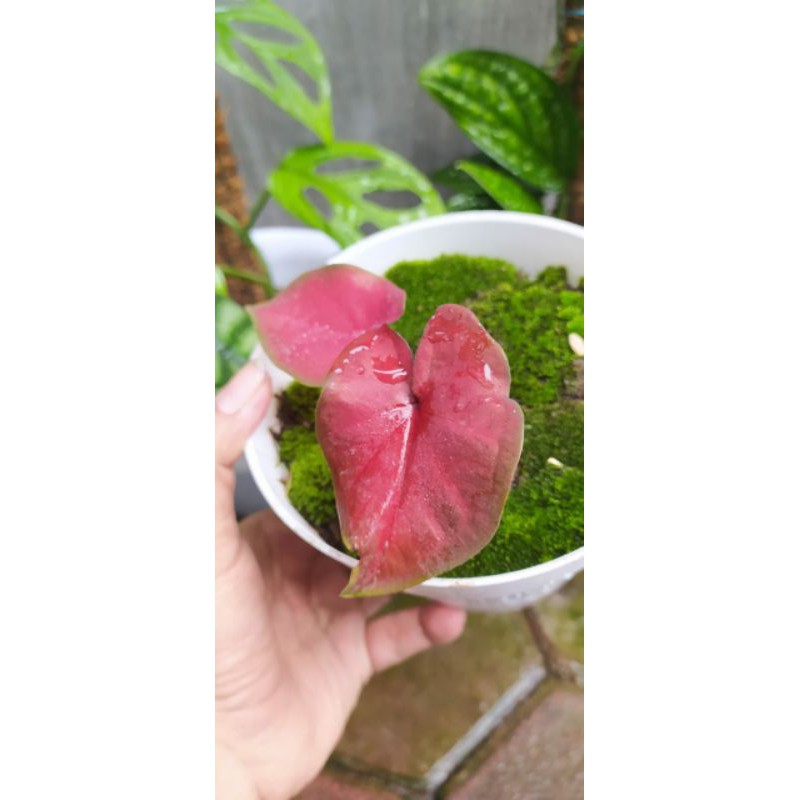 Caladium Red Stardust