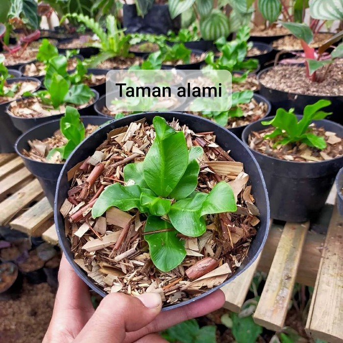 tanaman hias kadaka lasagna - kadaka lasagna