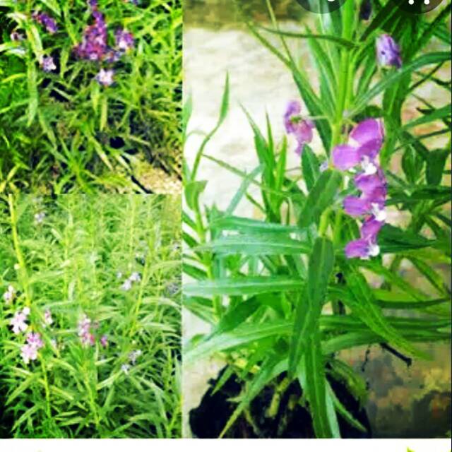 Tanaman Hias lavender anti nyamuk indoor