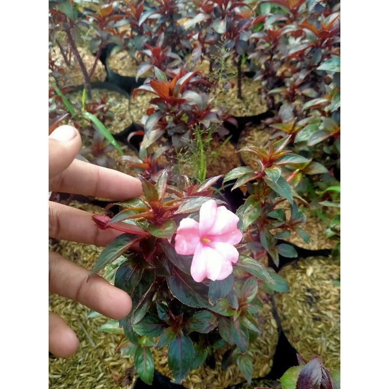 Tanaman Hias bunga Pacar air pink