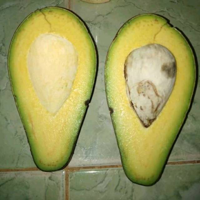 

ALPUKAT METEGAH 1kg