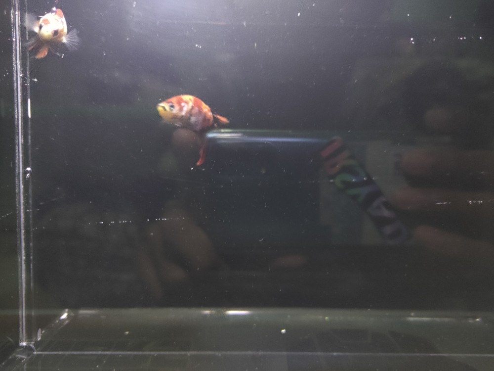 Acrylic Soliter Aquarium + Lampu Selfi Ukuran 15x10x20