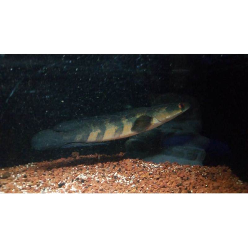 IkanChanaMaruRedBarito