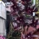 anggrek dendrobium hitam kode dp