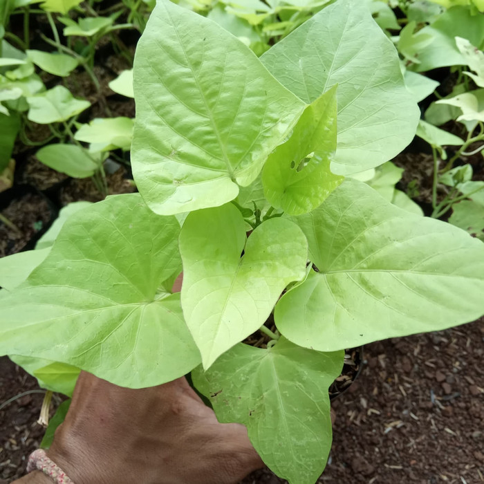 tanaman hias umbi kuning - tanaman menjalar ubi kuning