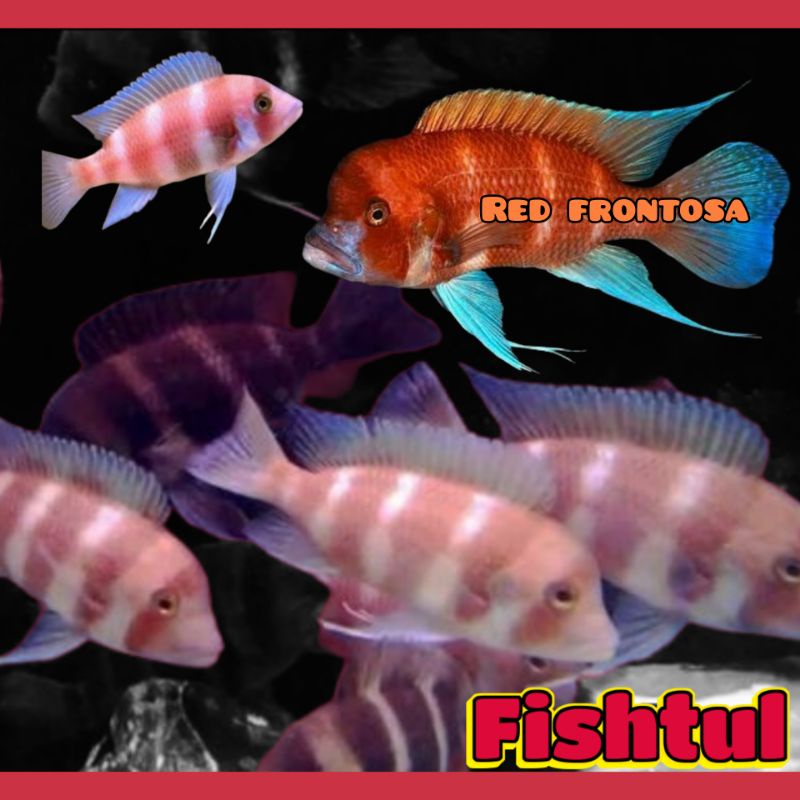 Cichlid Red Frontosa