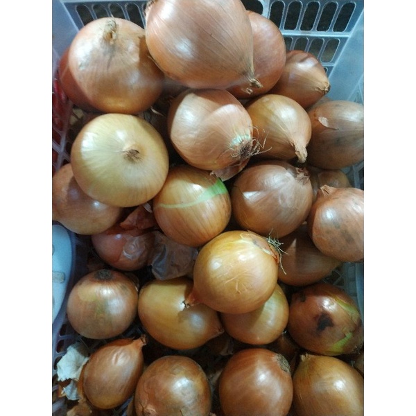 

bawang bombay