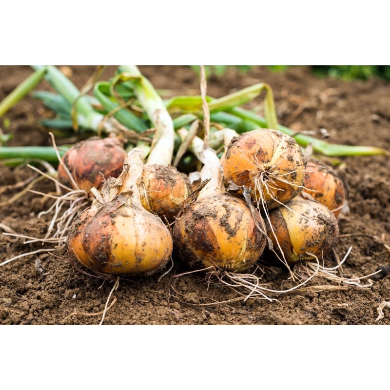 Benih Bibit Biji - Bawang Bombay Yellow Sweet Spanish Utah Onion Seeds - IMPORT