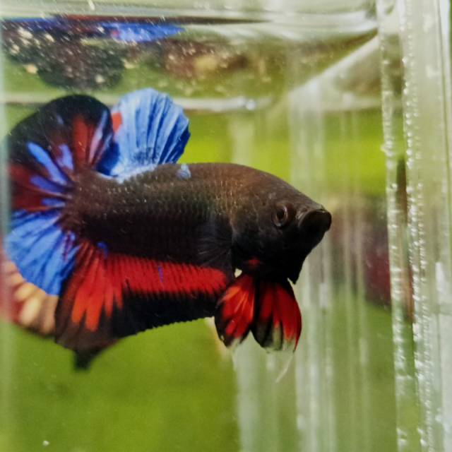 Ikan Cupang Avatar