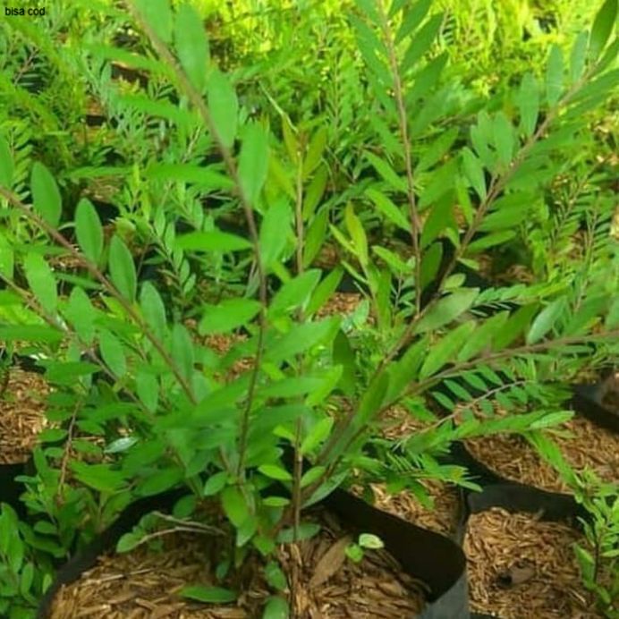 pohon cendrawasih / tanaman hias pohon cendrawasih