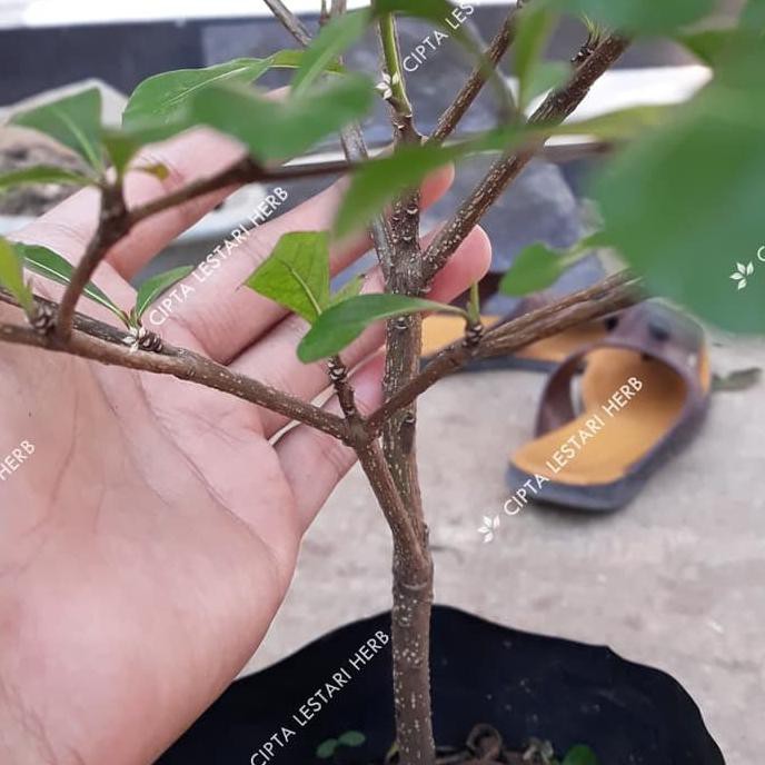 Bibit Pohon Ketapang Kencana Daun Hijau