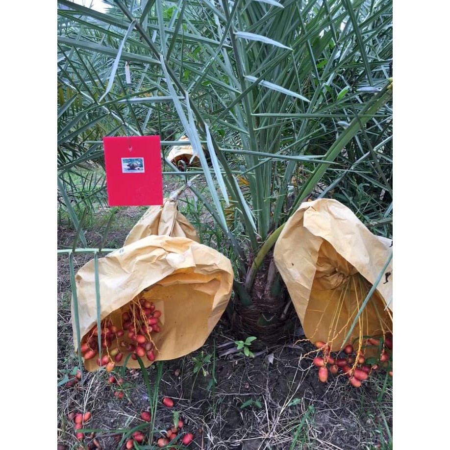 BIBIT BENIH BIJI KURMA THAILAND H1 MERAH ASA THAILAND FRTN