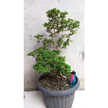 Sancang small Bonsai