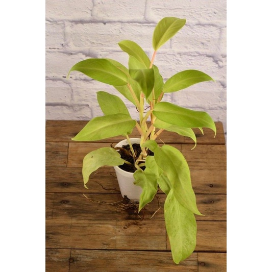 PROMO!! Tanaman Hias Philodendron Lemon Lime - Srigading Centong - Srigading Kuning Tanaman Vertical Garden