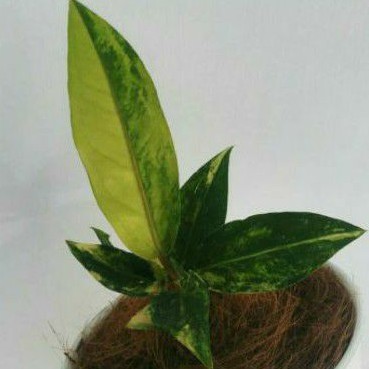 anthurium hookeri varigata