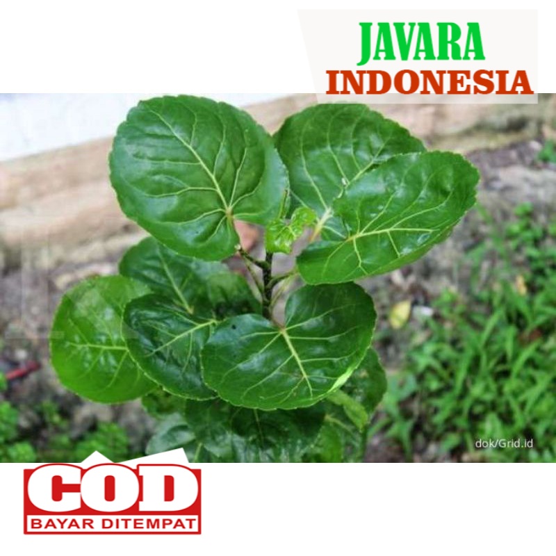 

Daun Mangkokan Nothopanax Scutellarium Daun Mamangkokan