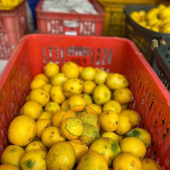 BUAH LEMON California RIJECT PERASAN AIR BANYAK 1/2 KG By Suur Lemoen ID.