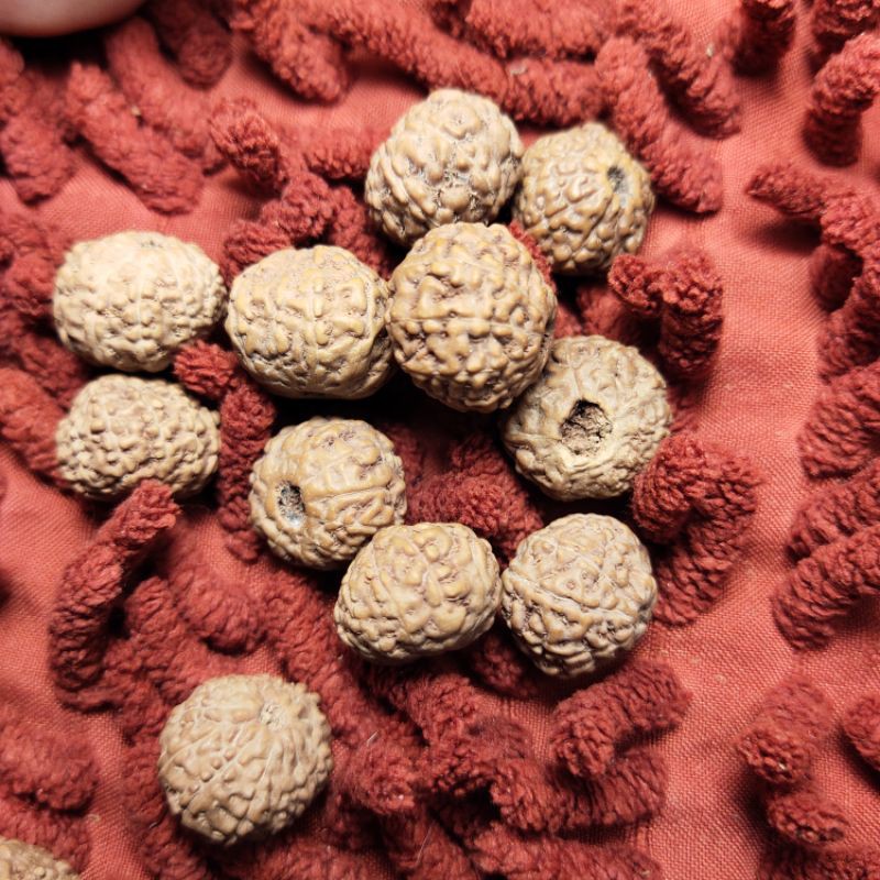 rudraksha mukhi 11