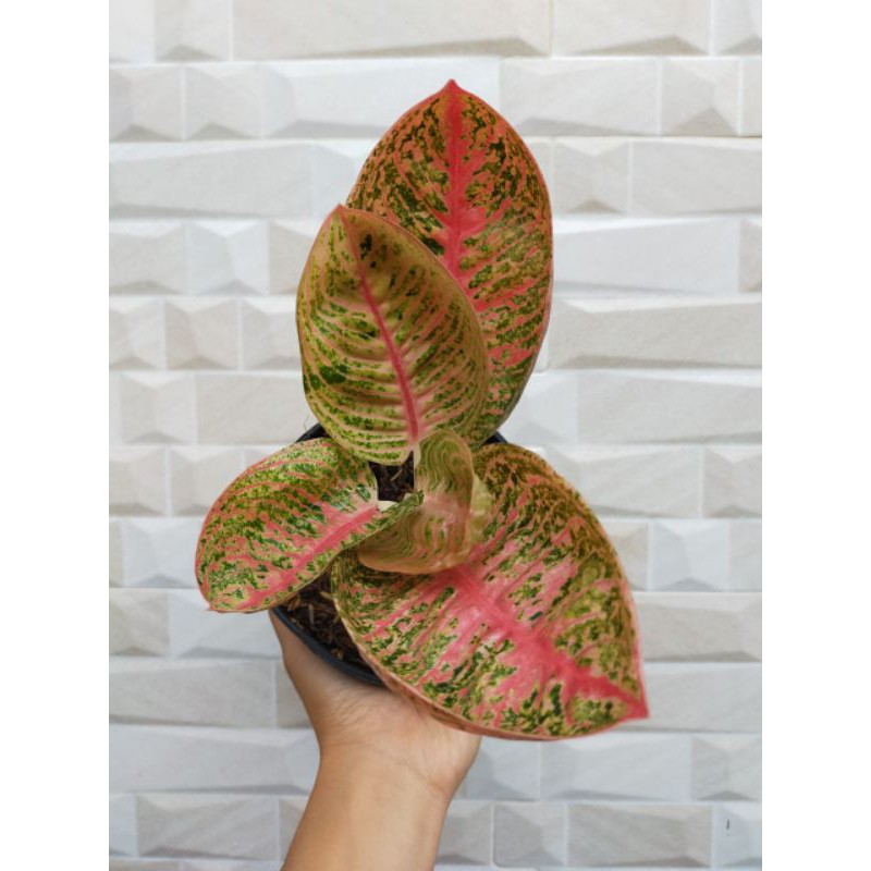 aglonema/legacymangkok/lemang/aglaonema