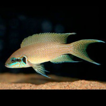 Neolamprologus Brichardi Princess Lyretail Lyretail Lamprologus Tanganyika Cichlid