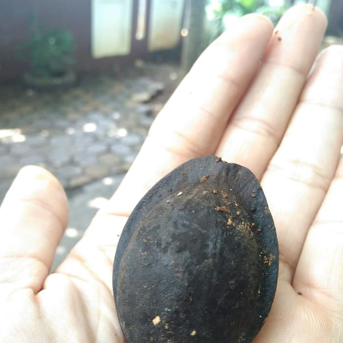 

siki benih pohon ketapang segar