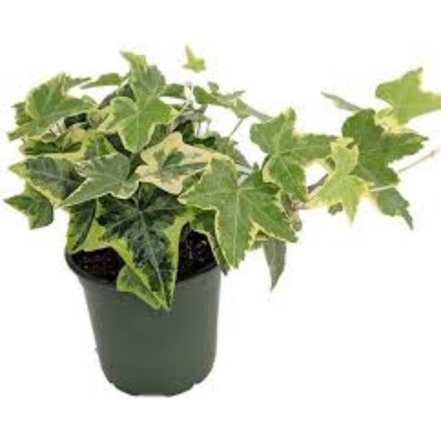 Tanaman Ivy Varigata / English Ivy Varigated