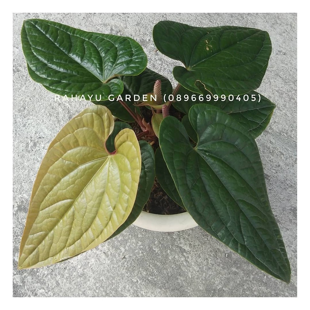 Anthurium Sirih Jumbo