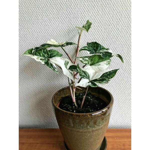 Syngonium albo