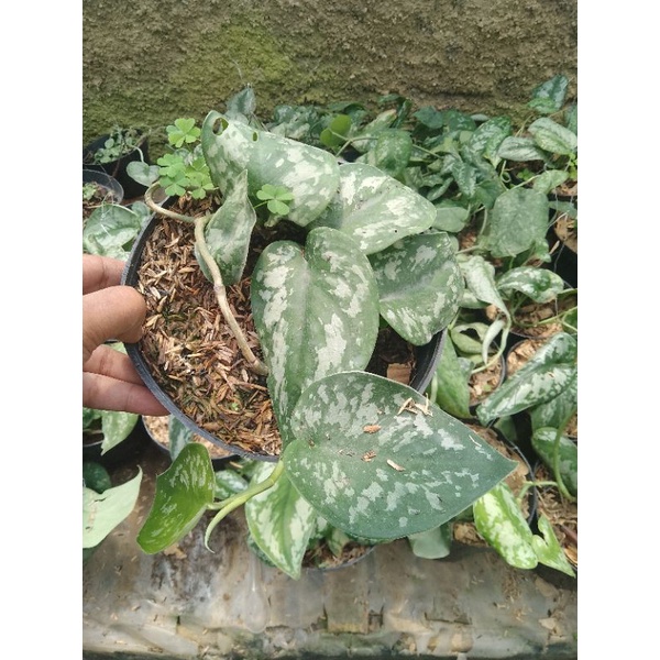 tanaman scindapsus