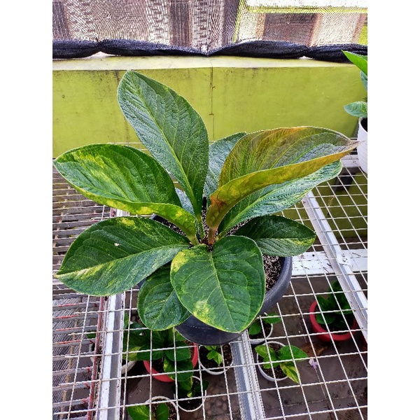 Anthurium Jemani Mangkok Tornado Varigata
