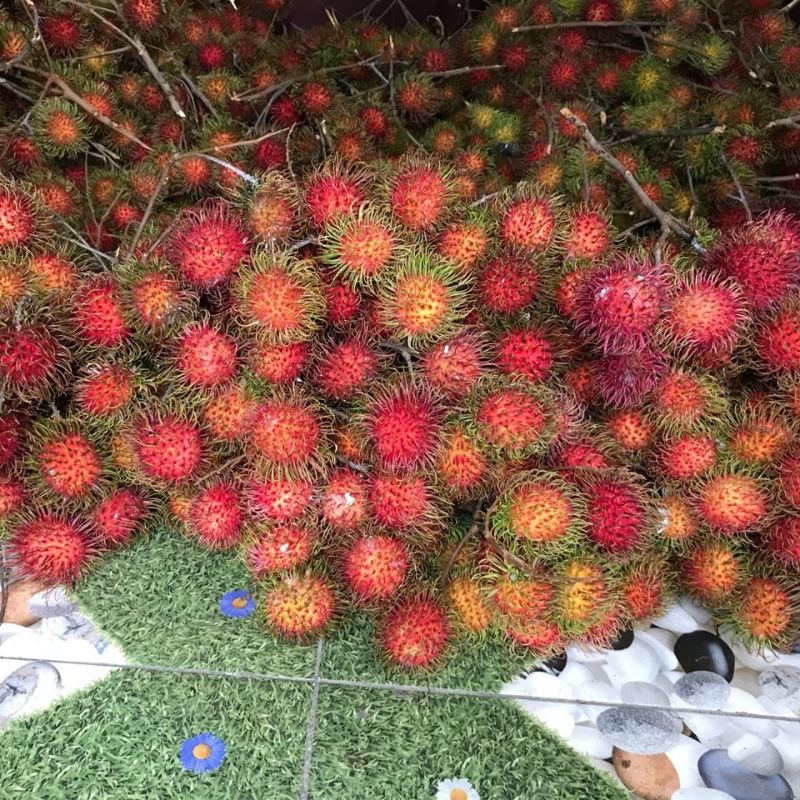 

Rambutan Binjai Fresh Kiloan