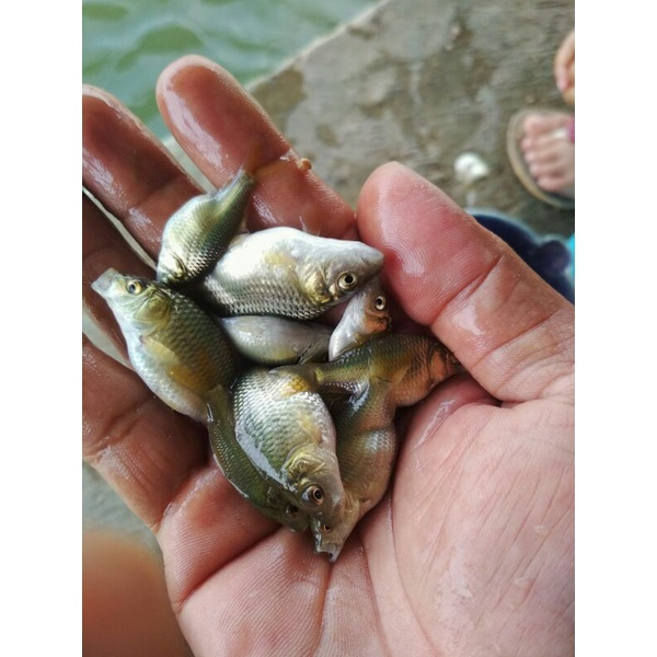 BIBIT IKAN MAS/ ANAK IKAN MAS Harga per Liter
