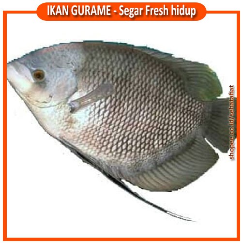 

IKAN GURAME HIDUP SEGAR DAN FRESH 1 KG