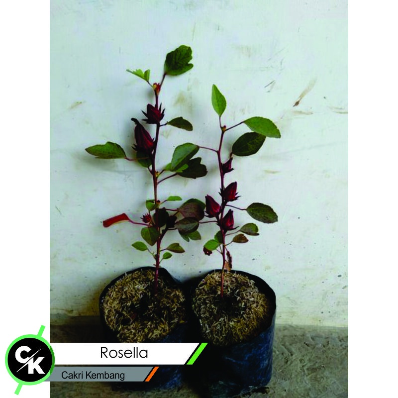 Bibit bunga rosella - Tanaman Herbal Bunga Rosella Berbunga paktanibunga