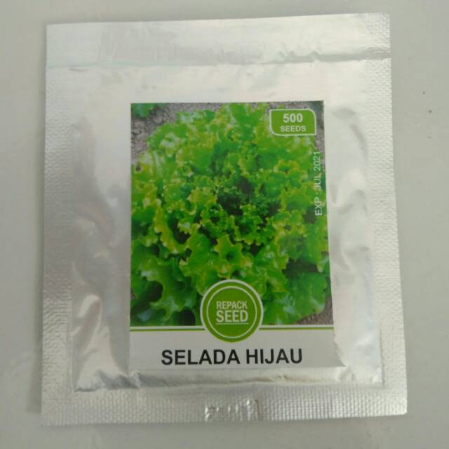 bibit selada hijau