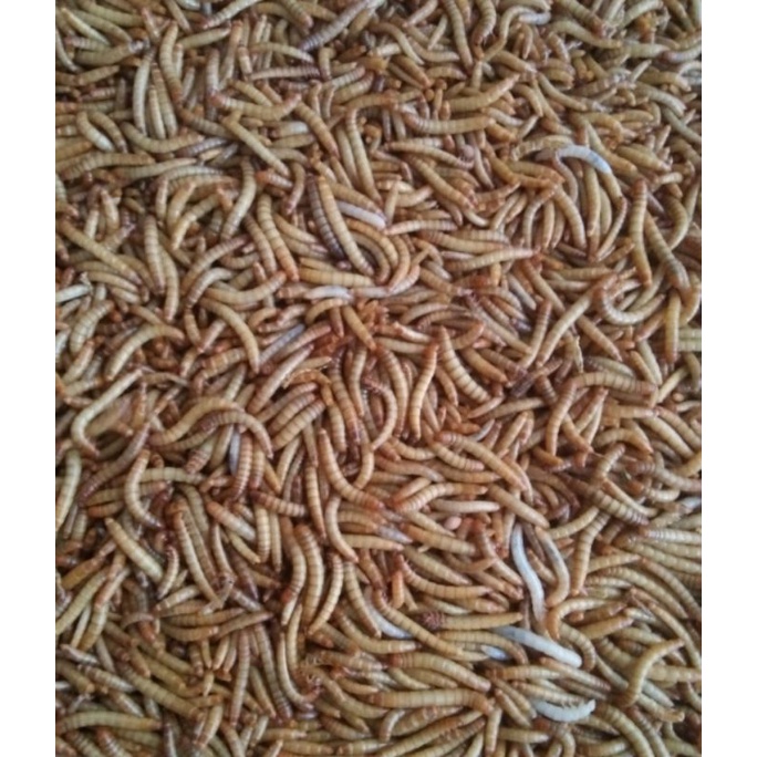 Ulat Hongkong Buat Pakan Burung