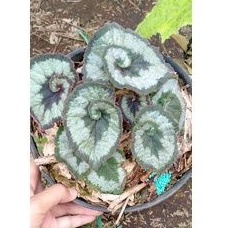 begonia keong hijau // begonia escargot