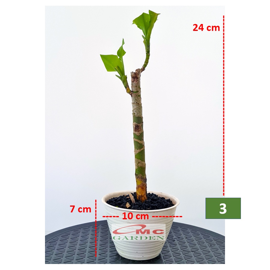 Tanaman Hias Bonsai Mame Dracaena Fragrans Massangeana Corn Plant Hijau Hanjuang Andong B-DFM-001