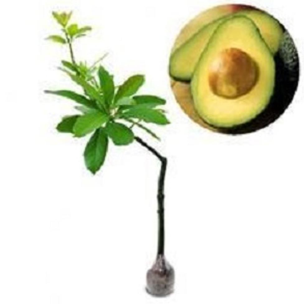 Bibit Benih Tanaman Tanaman Buah Alpukat Hawai ~€