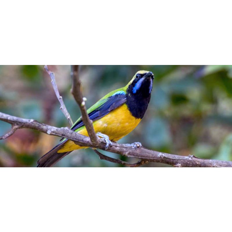 CUCAK CUNGKOK JANTAN PILIHAN