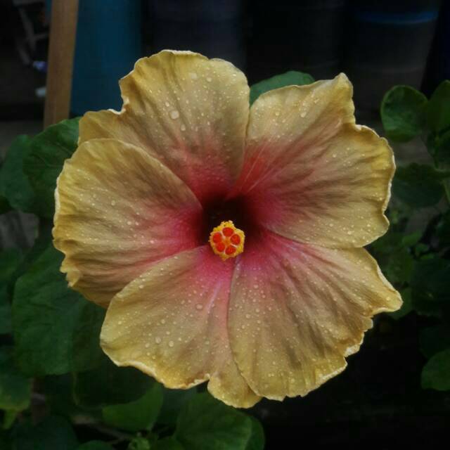 Rare hybrid hibiscus impor/ bunga kembang sepatu langka Borneo Red Sun