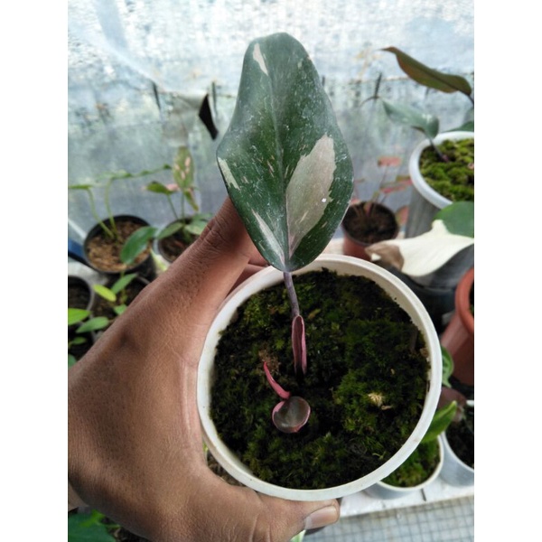 philodendron Pink Princes marble