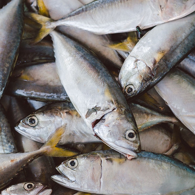 

Ikan Kembung Segar 1kg / Fresh Rastrelliger kanagurta / IIkan Lema / Ikan Tatare / Ikan Banyar / Ikan Banyara/ Kembung Banjar / Toko Tepi