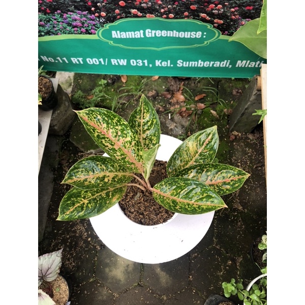 aglaonema serena