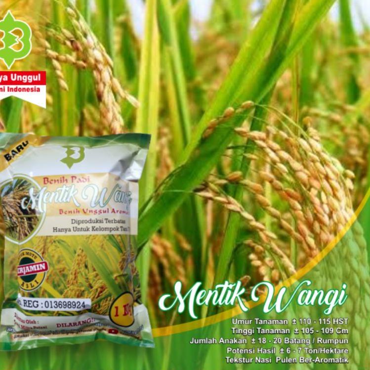 ➦ Benih Padi Mentik Wangi Super Premium ➯