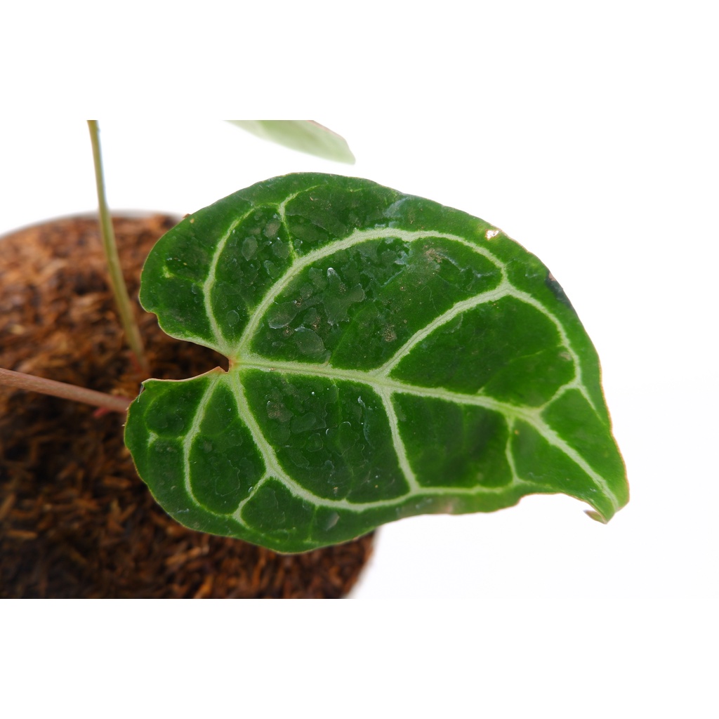 Kuping Gajah Mini - Anthurium Crystallinum - Tanaman Hias