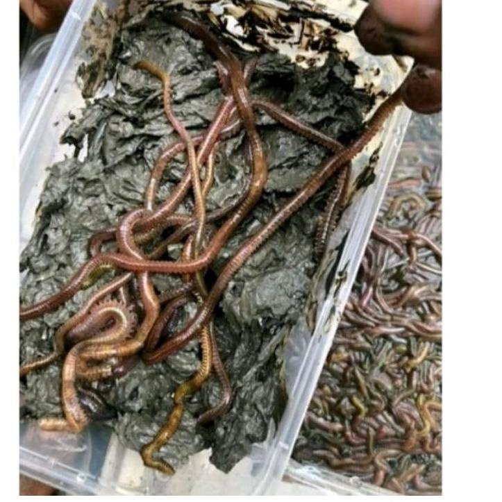 Obral CACING NAGA CACING LAUT CACING UMPAN KILANG KILUNG KUALITAS SUPER